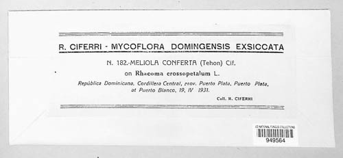 Meliola conferta image